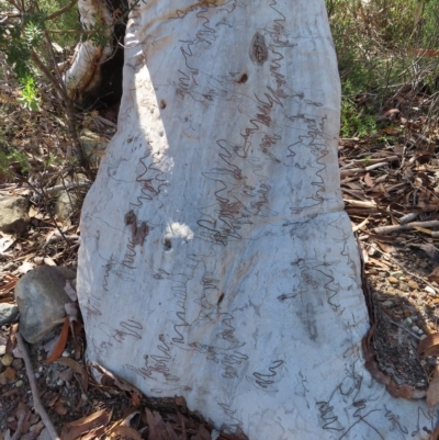 Eucalyptus haemastoma