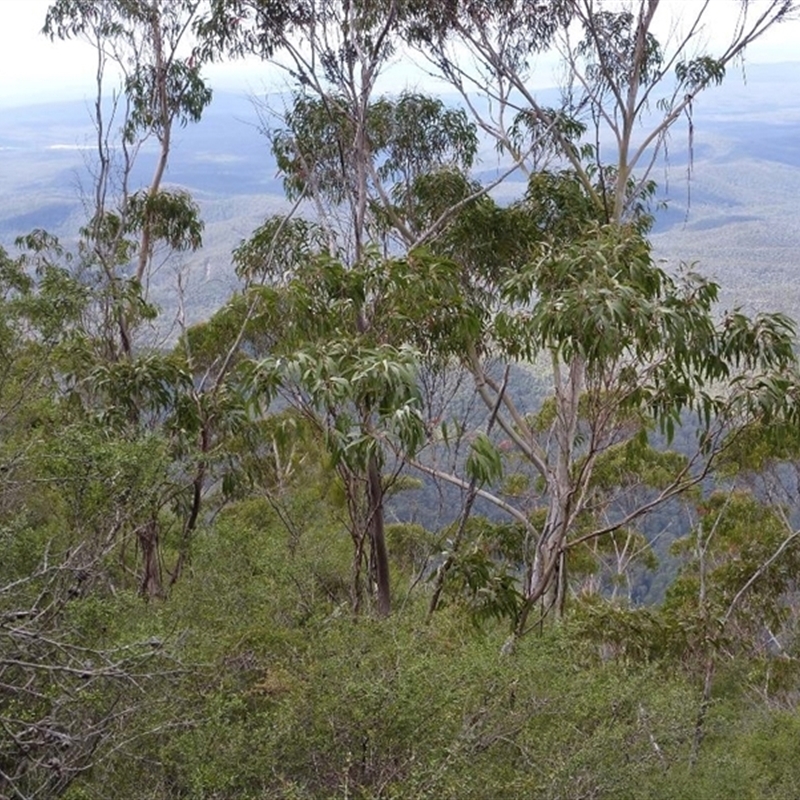 Eucalyptus imlayensis