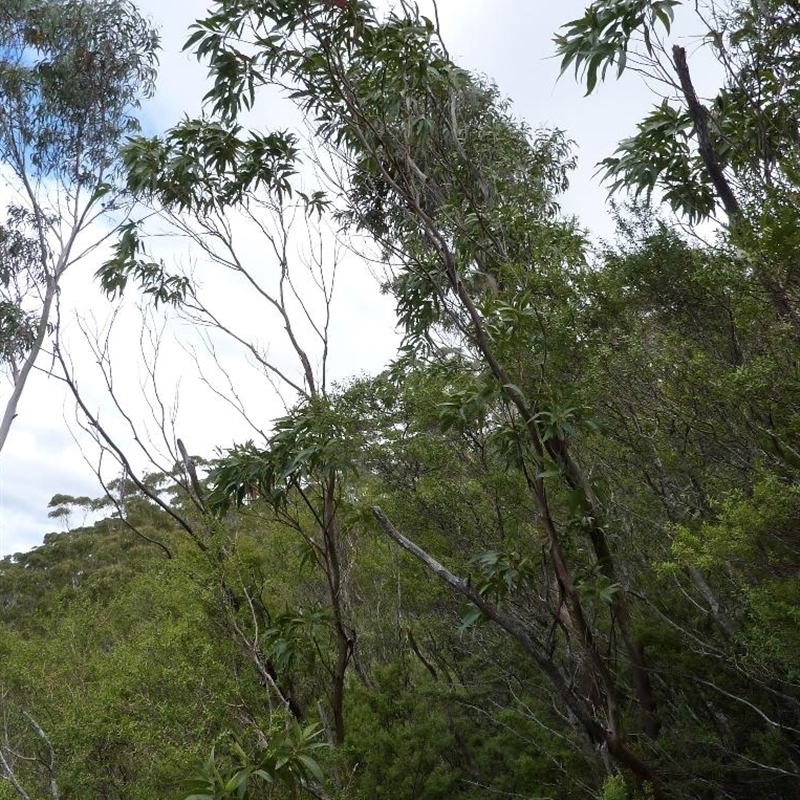 Eucalyptus imlayensis