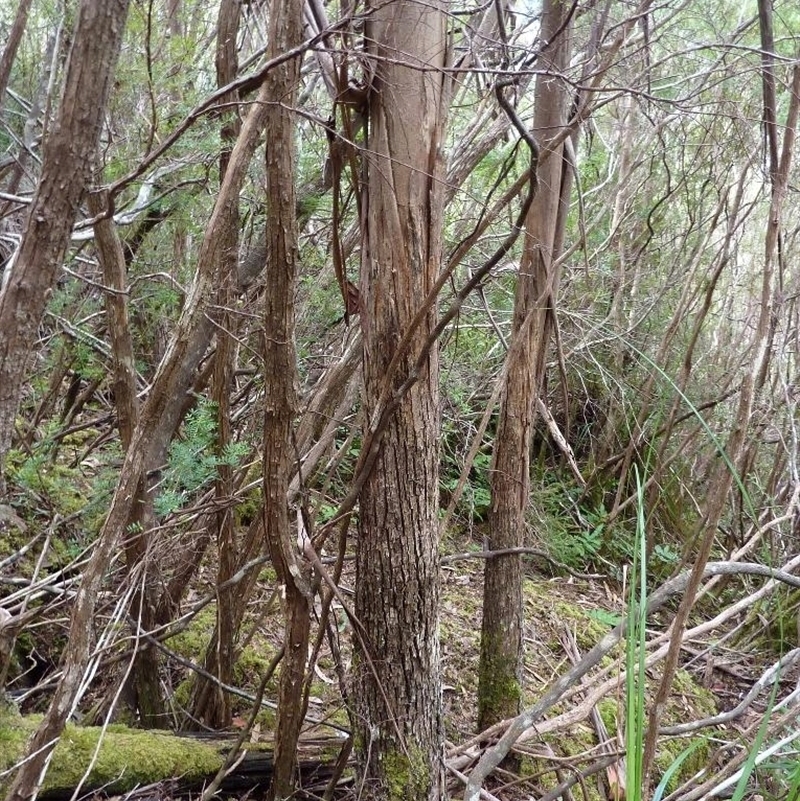 Eucalyptus imlayensis