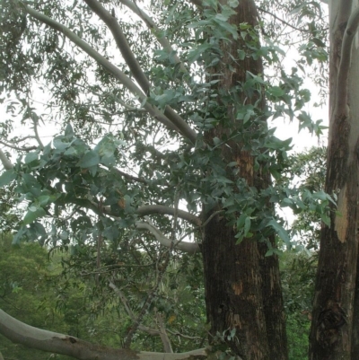 Eucalyptus kartzoffiana