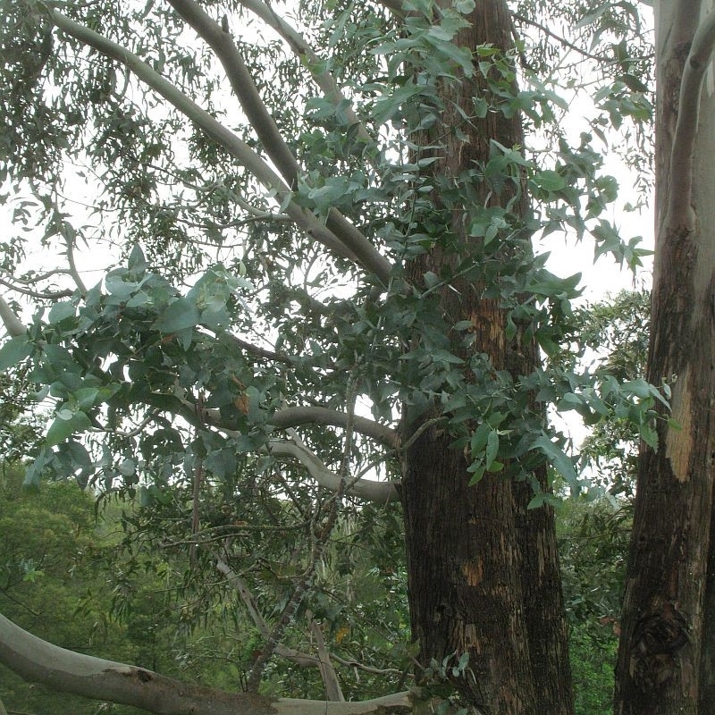 Eucalyptus kartzoffiana