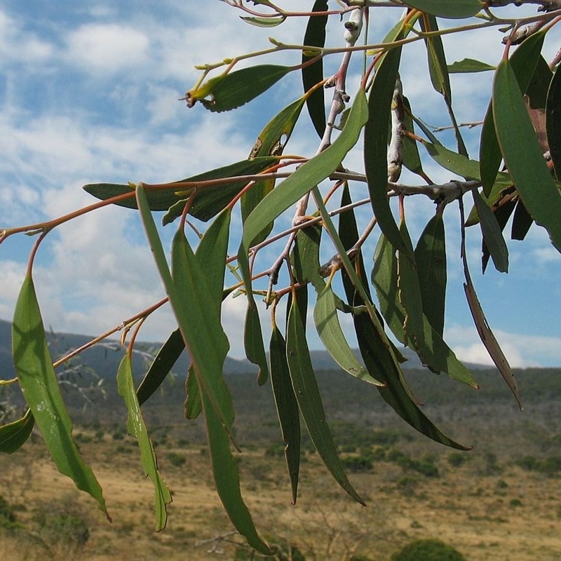 Eucalyptus lacrimans