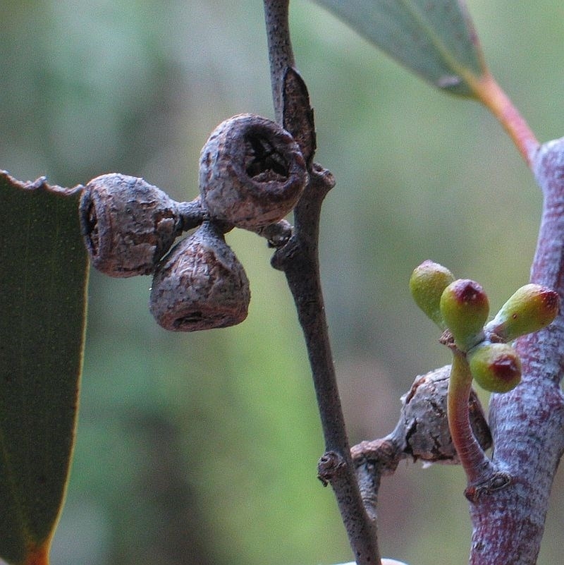 Eucalyptus lacrimans