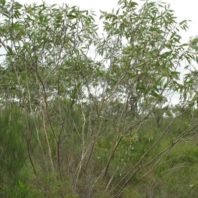 Eucalyptus langleyi