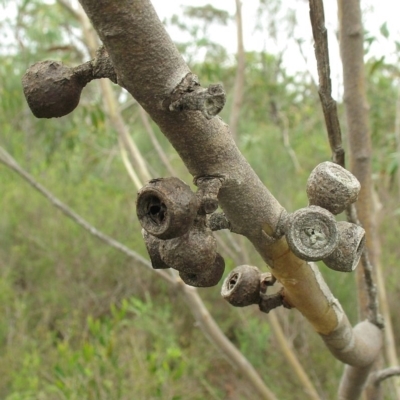 Eucalyptus langleyi