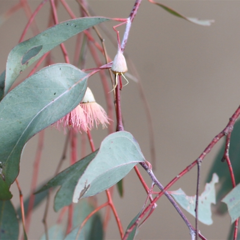 Eucalyptus leucoxylon