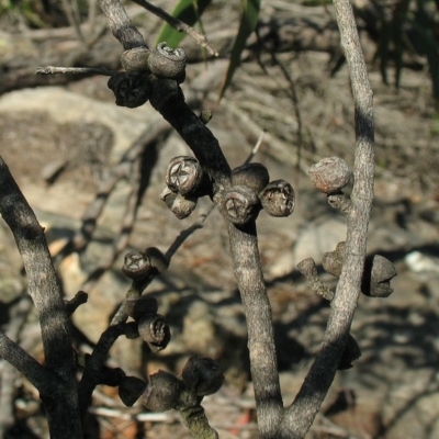 Eucalyptus ligustrina