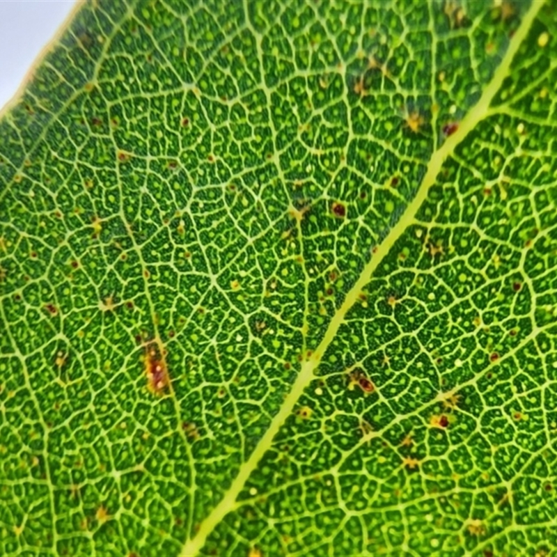 Eucalyptus macarthurii