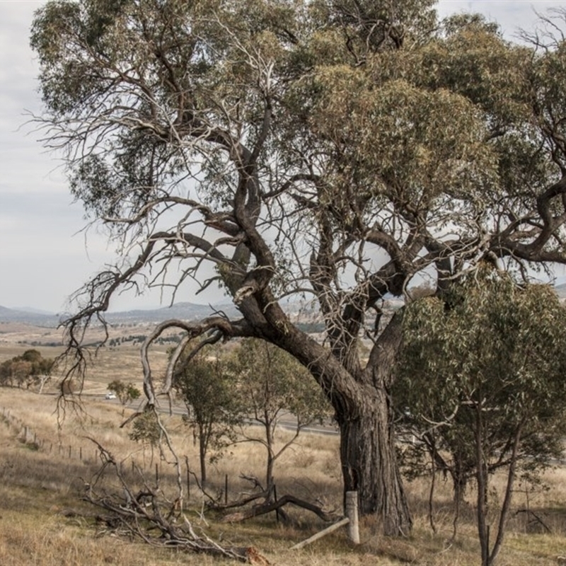 Eucalyptus macrorhyncha