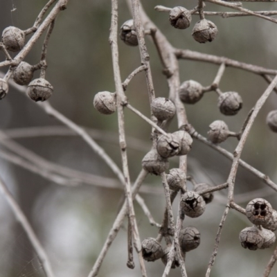 Eucalyptus macrorhyncha