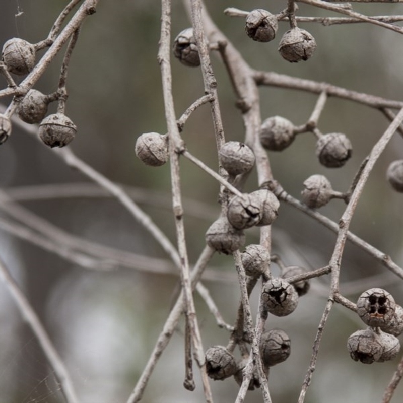 Eucalyptus macrorhyncha