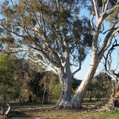 Eucalyptus mannifera