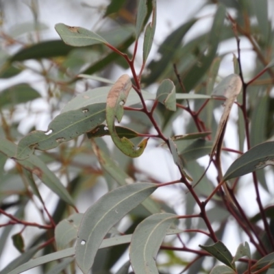 Eucalyptus mannifera subsp. mannifera