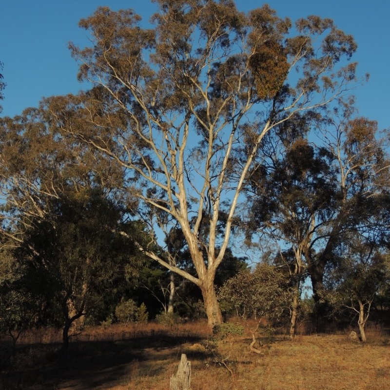 Eucalyptus melliodora