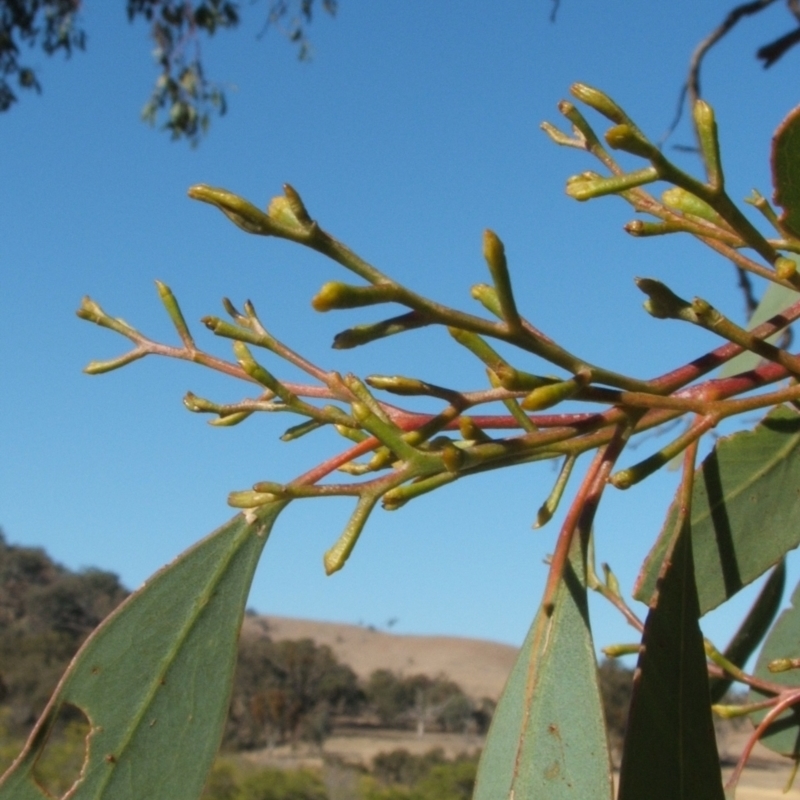 Eucalyptus microcarpa