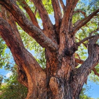 Eucalyptus microcorys