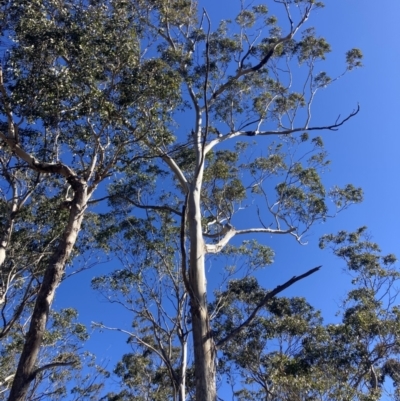 Eucalyptus moluccana