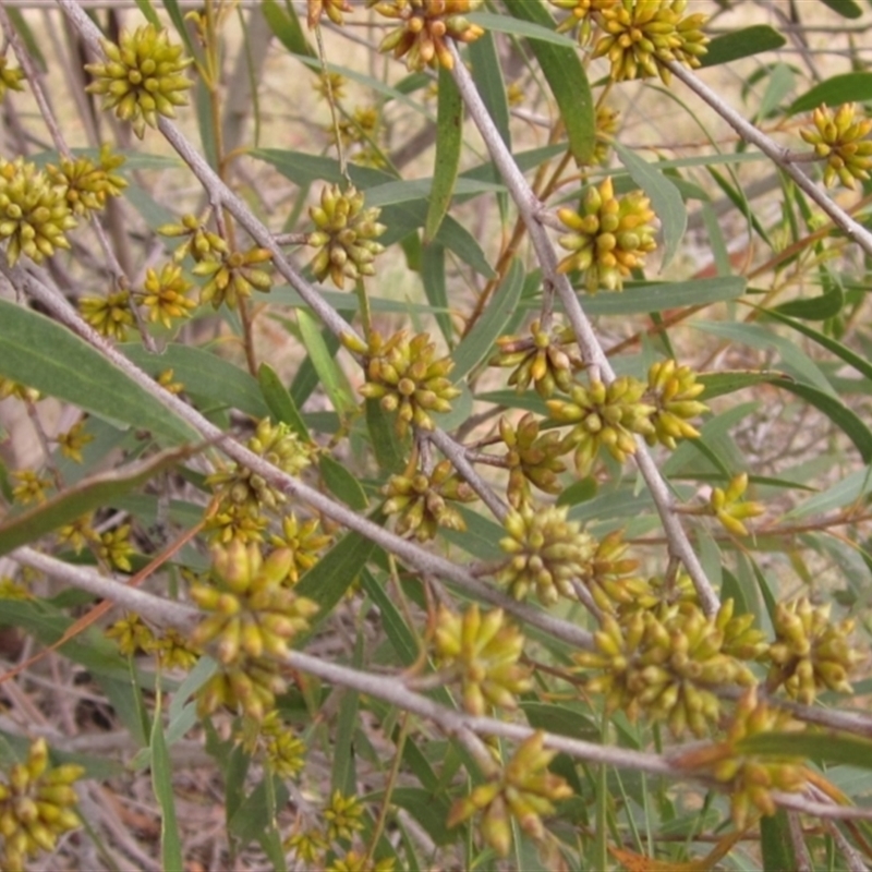 Eucalyptus moorei