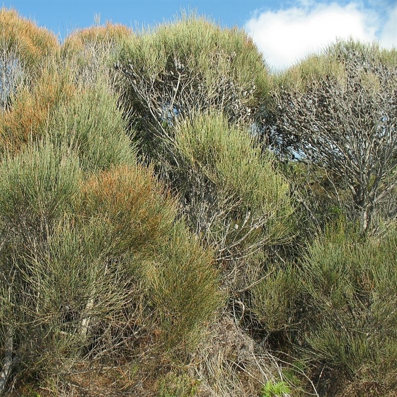 Allocasuarina distyla