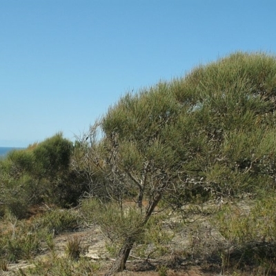 Allocasuarina distyla