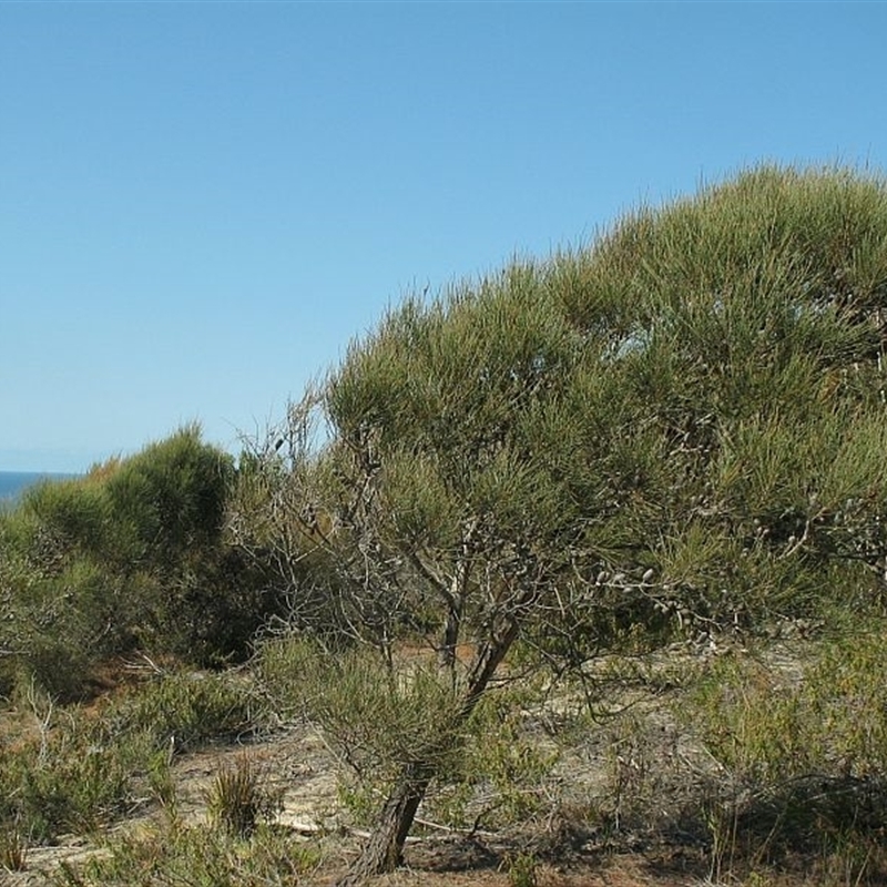 Allocasuarina distyla