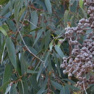 Eucalyptus muelleriana