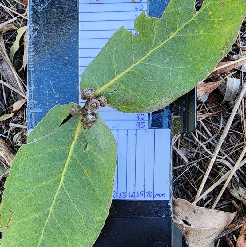 Eucalyptus neglecta