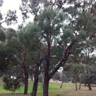 Eucalyptus nicholii