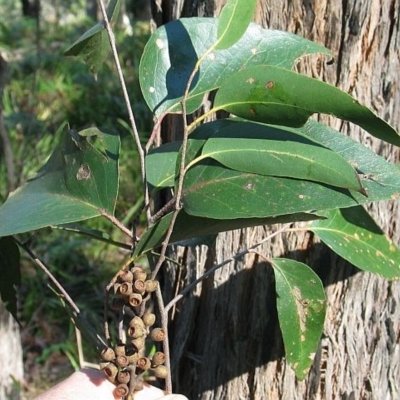 Eucalyptus obliqua