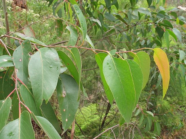 Jackie Miles, juvenile foliage