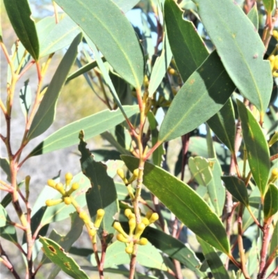 Eucalyptus obstans