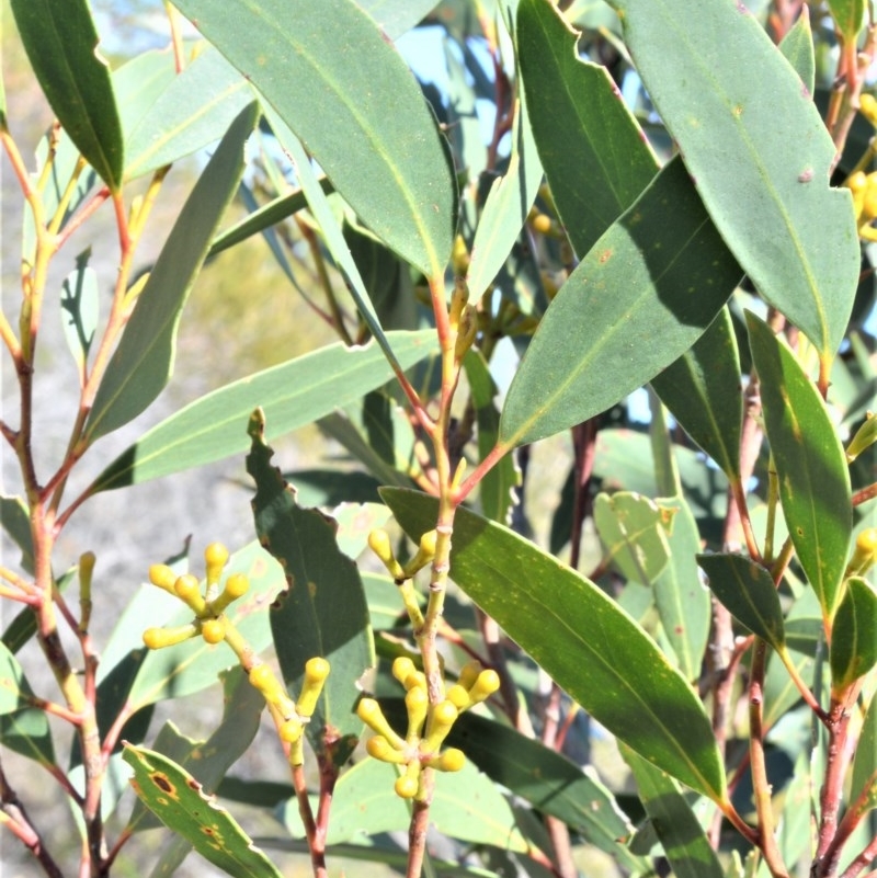 Eucalyptus obstans