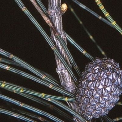 Allocasuarina littoralis