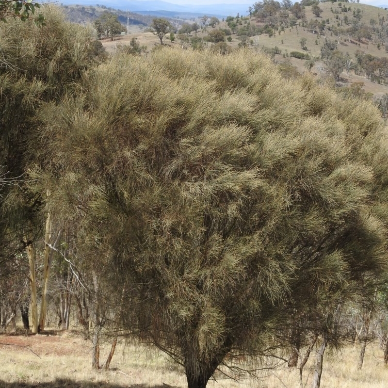 Allocasuarina littoralis