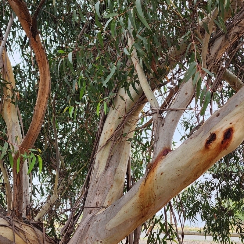 Eucalyptus olsenii