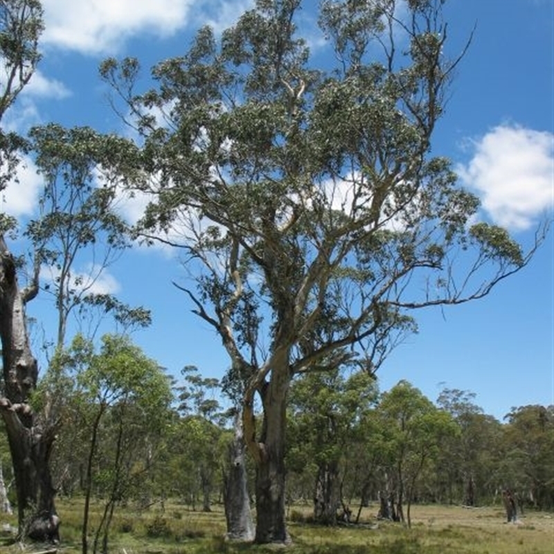 Eucalyptus ovata