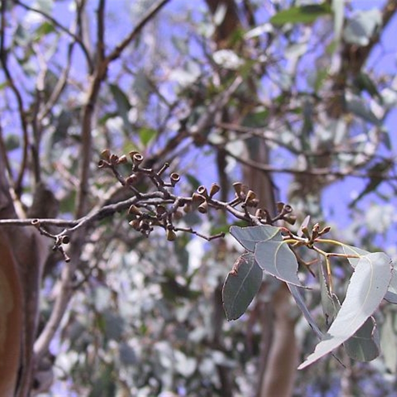 Eucalyptus ovata