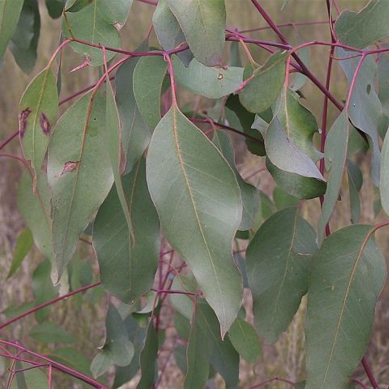 Eucalyptus ovata