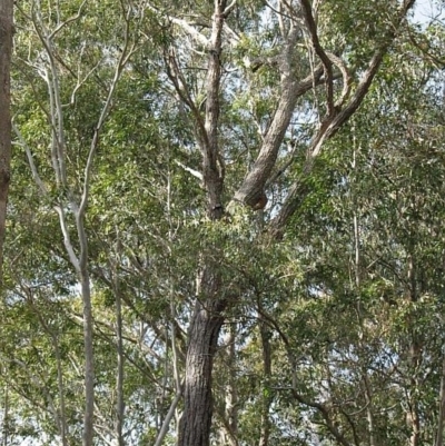 Eucalyptus paniculata