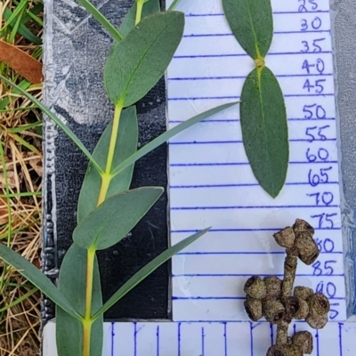 Eucalyptus parvula