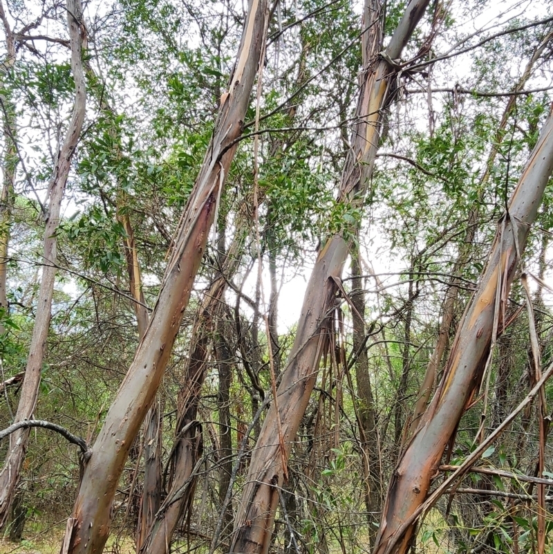 Eucalyptus parvula