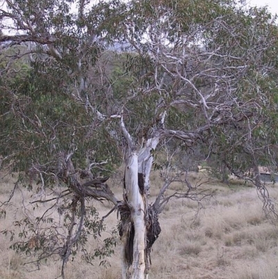 Eucalyptus pauciflora