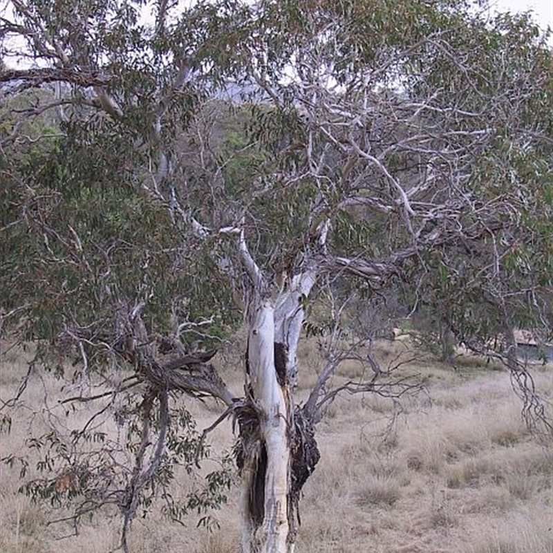 Eucalyptus pauciflora