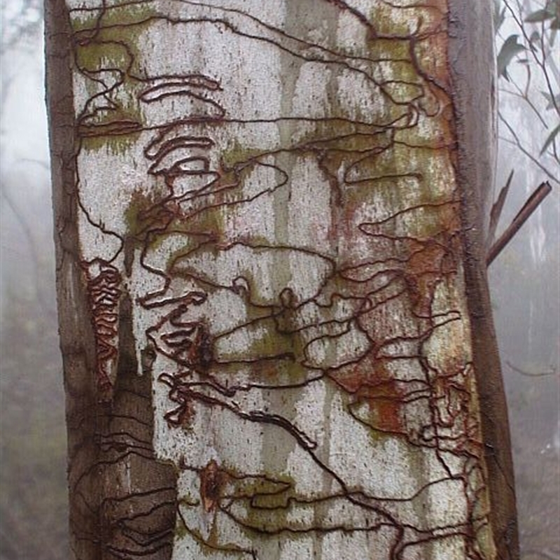 Eucalyptus pauciflora