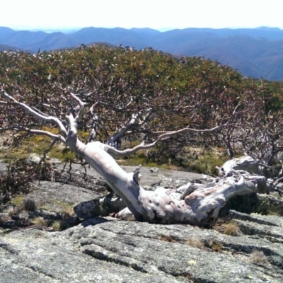 Eucalyptus pauciflora subsp. debeuzevillei