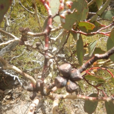 Eucalyptus pauciflora subsp. debeuzevillei