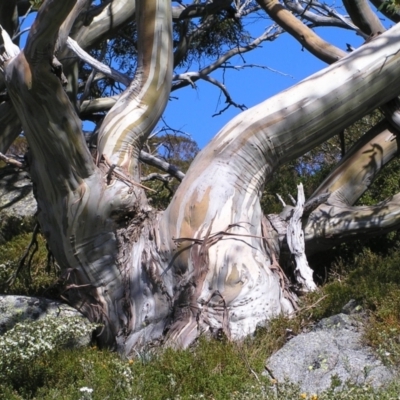 Eucalyptus pauciflora subsp. niphophila