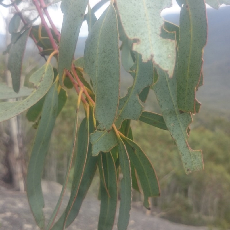 Eucalyptus perriniana