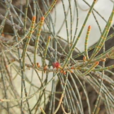 Allocasuarina luehmannii